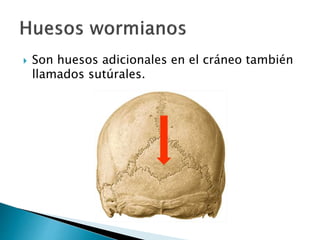  Son huesos adicionales en el cráneo también
llamados sutúrales.
 