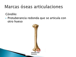 Cóndilo:
 Protuberancia redonda que se articula con
otro hueso
 