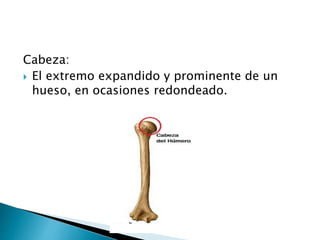 Cabeza:
 El extremo expandido y prominente de un
hueso, en ocasiones redondeado.
 