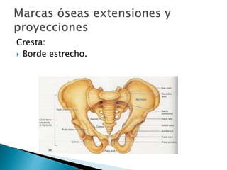 Cresta:
 Borde estrecho.
 