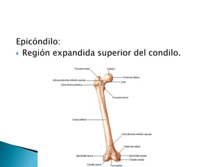 Epicóndilo:
 Región expandida superior del condilo.
 