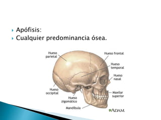  Apófisis:
 Cualquier predominancia ósea.
 