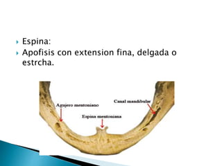  Espina:
 Apofisis con extension fina, delgada o
estrcha.
 
