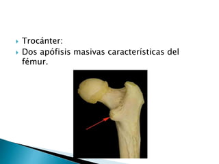  Trocánter:
 Dos apófisis masivas características del
fémur.
 