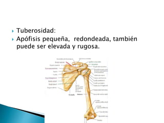  Tuberosidad:
 Apófisis pequeña, redondeada, también
puede ser elevada y rugosa.
 