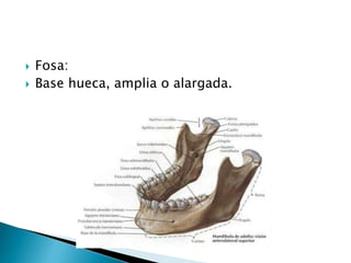  Fosa:
 Base hueca, amplia o alargada.
 