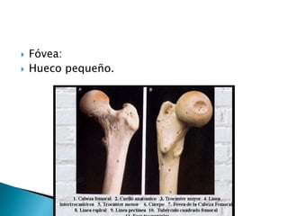  Fóvea:
 Hueco pequeño.
 