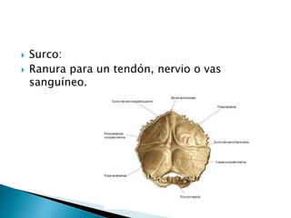  Surco:
 Ranura para un tendón, nervio o vas
sanguíneo.
 