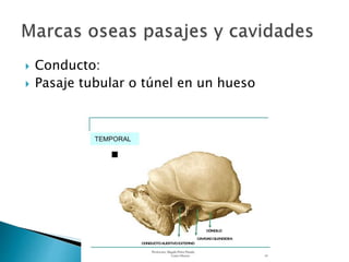  Conducto:
 Pasaje tubular o túnel en un hueso
 