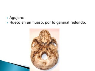  Agujero:
 Hueco en un hueso, por lo general redondo.
 