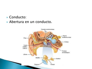  Conducto:
 Abertura en un conducto.
 