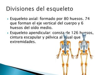  Esqueleto axial: formado por 80 huesos. 74
que forman el eje vertical del cuerpo y 6
huesos del oído medio.
 Esqueleto apendicular: consta de 126 huesos,
cintura escapular y pélvica al igual que
extremidades.
 