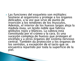  Las funciones del esqueleto son múltiples:
Sostiene al organismo y protege a los órganos
delicados, a la vez que sirve de punto de
inserción a los tendones de los musculos,
Además, el interior de los huesos largos aloja la
medula ósea, un tejido noble que fabrica
glóbulos rojos y blancos. La cabeza esta
constituida por el cráneo y la cara. Es una
sucesión compleja de huesos que protegen el
encéfalo y a otros órganos del sistema nervioso
central. También da protección a los órganos de
los sentidos, a excepción de el tacto que se
encuentra repartido por toda la superficie de la
piel.
 