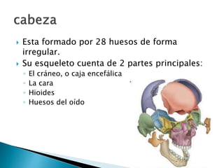  Esta formado por 28 huesos de forma
irregular.
 Su esqueleto cuenta de 2 partes principales:
◦ El cráneo, o caja encefálica
◦ La cara
◦ Hioides
◦ Huesos del oído
 