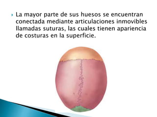  La mayor parte de sus huesos se encuentran
conectada mediante articulaciones inmovibles
llamadas suturas, las cuales tienen apariencia
de costuras en la superficie.
 