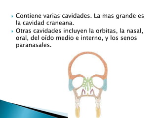  Contiene varias cavidades. La mas grande es
la cavidad craneana.
 Otras cavidades incluyen la orbitas, la nasal,
oral, del oído medio e interno, y los senos
paranasales.
 