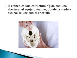  El cráneo es una estructura rígida con una
abertura, el agujero magno, donde la medula
espinal se une con el encéfalo.
 