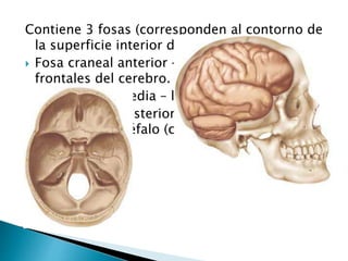 Contiene 3 fosas (corresponden al contorno de
la superficie interior del encéfalo):
 Fosa craneal anterior – contiene lóbulos
frontales del cerebro.
 Fosa craneal media – lóbulos temporales
 Fosa craneal posterior – división posterior y
grande del encéfalo (cerebelo).
 