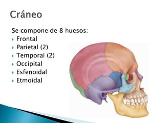 Se compone de 8 huesos:
 Frontal
 Parietal (2)
 Temporal (2)
 Occipital
 Esfenoidal
 Etmoidal
 