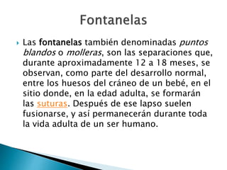  Las fontanelas también denominadas puntos
blandos o molleras, son las separaciones que,
durante aproximadamente 12 a 18 meses, se
observan, como parte del desarrollo normal,
entre los huesos del cráneo de un bebé, en el
sitio donde, en la edad adulta, se formarán
las suturas. Después de ese lapso suelen
fusionarse, y así permanecerán durante toda
la vida adulta de un ser humano.
 