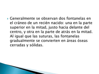  Generalmente se observan dos fontanelas en
el cráneo de un recién nacido: una en la parte
superior en la mitad, justo hacia delante del
centro, y otra en la parte de atrás en la mitad.
Al igual que las suturas, las fontanelas
gradualmente se convierten en áreas óseas
cerradas y sólidas.
 