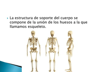  La estructura de soporte del cuerpo se
compone de la unión de los huesos a la que
llamamos esqueleto.
 
