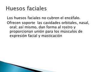 Los huesos faciales no cubren el encéfalo.
Ofrecen soporte las cavidades orbitales, nasal,
oral; así mismo, dan forma al rostro y
proporcionan unión para los músculos de
expresión facial y masticación
 