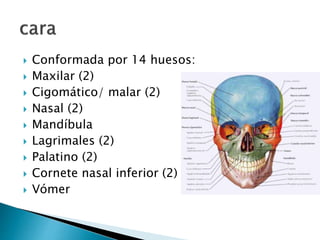  Conformada por 14 huesos:
 Maxilar (2)
 Cigomático/ malar (2)
 Nasal (2)
 Mandíbula
 Lagrimales (2)
 Palatino (2)
 Cornete nasal inferior (2)
 Vómer
 
