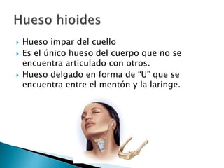  Hueso impar del cuello
 Es el único hueso del cuerpo que no se
encuentra articulado con otros.
 Hueso delgado en forma de “U” que se
encuentra entre el mentón y la laringe.
 
