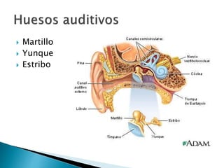  Martillo
 Yunque
 Estribo
 