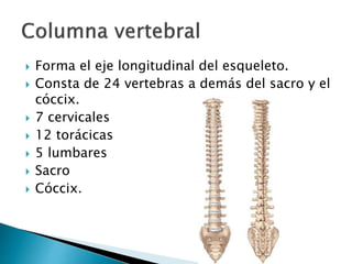  Forma el eje longitudinal del esqueleto.
 Consta de 24 vertebras a demás del sacro y el
cóccix.
 7 cervicales
 12 torácicas
 5 lumbares
 Sacro
 Cóccix.
 