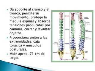  Da soporte al cráneo y el
tronco, permite su
movimiento, protege la
medula espinal y absorbe
tensiones producidas por
caminar, correr y levantar
objetos.
 Proporciona unión a las
extremidades, caja
torácica y músculos
posturales.
 Mide aprox. 71 cm de
largo.
 