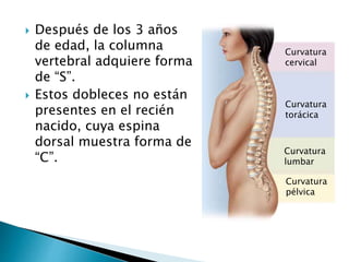  Después de los 3 años
de edad, la columna
vertebral adquiere forma
de “S”.
 Estos dobleces no están
presentes en el recién
nacido, cuya espina
dorsal muestra forma de
“C”.
Curvatura
lumbar
Curvatura
torácica
Curvatura
cervical
Curvatura
pélvica
 