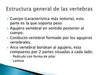  Cuerpo (característica más notoria), esta
parte es la que soporta peso
 Agujero vertebral en sentido posterior al
cuerpo.
 Conducto vertebral formado por los agujeros
vertebrales.
 Arco vertebral bordean al agujero, esta
compuesto por 2 partes situadas a cada lado:
◦ Pedículo con forma de pilar
◦ Lamina
 
