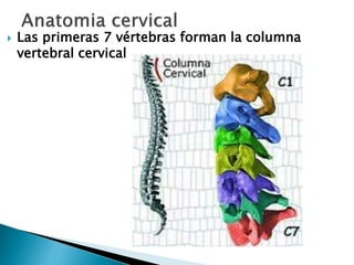  Las primeras 7 vértebras forman la columna
vertebral cervical
 
