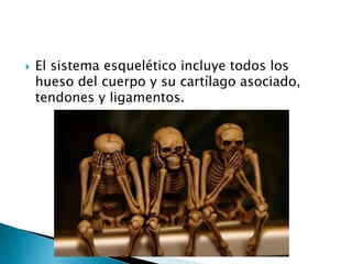  El sistema esquelético incluye todos los
hueso del cuerpo y su cartílago asociado,
tendones y ligamentos.
 