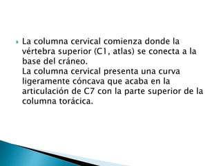 La columna cervical comienza donde la
vértebra superior (C1, atlas) se conecta a la
base del cráneo.
La columna cervical presenta una curva
ligeramente cóncava que acaba en la
articulación de C7 con la parte superior de la
columna torácica.
 