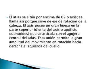  El atlas se sitúa por encima de C2 o axis; se
llama así porque sirve de eje de rotación de la
cabeza. El axis posee un gran hueso en la
parte superior (diente del axis o apófisis
odontoides) que se articula con el agujero
central del atlas. Esta unión permite la gran
amplitud del movimiento en rotación hacia
derecha e izquierda del cuello.
 