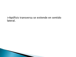 Apófisis transversa se extiende en sentido
lateral.
 
