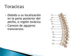  Debido a su localización
en la parte posterior del
pecho, o región torácica
 Carecen de agujeros
transversos.
 