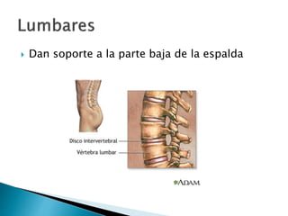  Dan soporte a la parte baja de la espalda
 