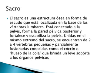  El sacro es una estructura ósea en forma de
escudo que está localizada en la base de las
vértebras lumbares. Está conectado a la
pelvis, forma la pared pélvica posterior y
fortalece y estabiliza la pelvis. Unidas en el
mismo extremo del sacro, se encuentran de 2
a 4 vértebras pequeñas y parcialmente
fusionadas conocidas como el cóccix o
“hueso de la cola” que brinda un leve soporte
a los órganos pélvicos
 