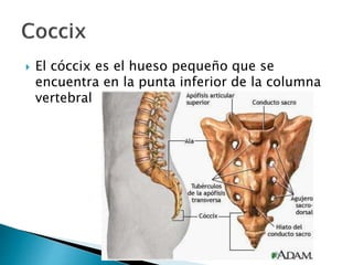  El cóccix es el hueso pequeño que se
encuentra en la punta inferior de la columna
vertebral
 