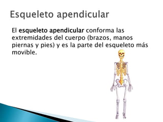 El esqueleto apendicular conforma las
extremidades del cuerpo (brazos, manos
piernas y pies) y es la parte del esqueleto más
movible.
 