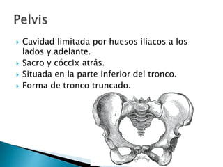  Cavidad limitada por huesos iliacos a los
lados y adelante.
 Sacro y cóccix atrás.
 Situada en la parte inferior del tronco.
 Forma de tronco truncado.
 