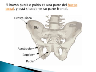 El hueso pubis o pubis es una parte del hueso
coxal, y está situado en su parte frontal.
 