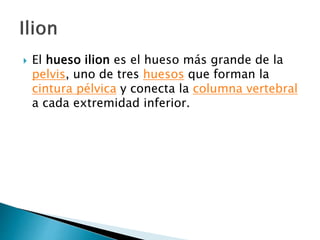  El hueso ilion es el hueso más grande de la
pelvis, uno de tres huesos que forman la
cintura pélvica y conecta la columna vertebral
a cada extremidad inferior.
 