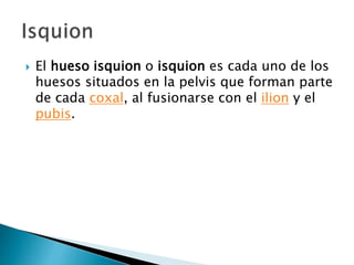  El hueso isquion o isquion es cada uno de los
huesos situados en la pelvis que forman parte
de cada coxal, al fusionarse con el ilion y el
pubis.
 