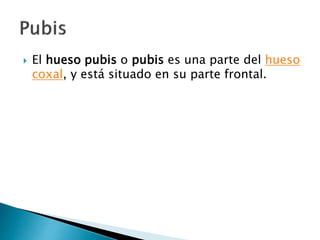  El hueso pubis o pubis es una parte del hueso
coxal, y está situado en su parte frontal.
 