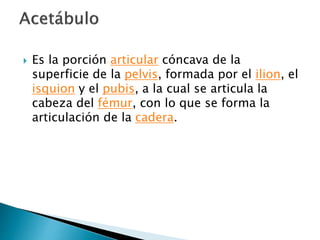  Es la porción articular cóncava de la
superficie de la pelvis, formada por el ilion, el
isquion y el pubis, a la cual se articula la
cabeza del fémur, con lo que se forma la
articulación de la cadera.
 